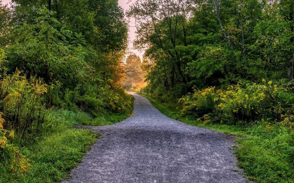 trail in middle with tree canopy on left and right